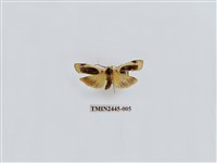 藏品(黑長斑苔蛾)的圖片